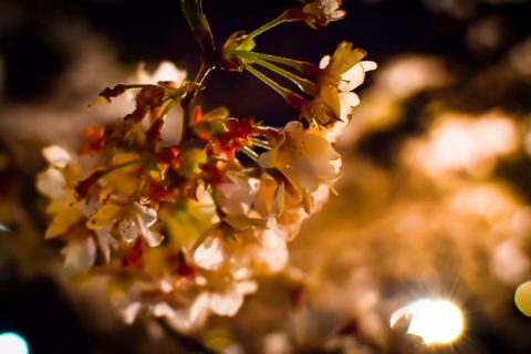 船岡城址公園　大河原　夜桜　ライトアップ　桜　 (1)